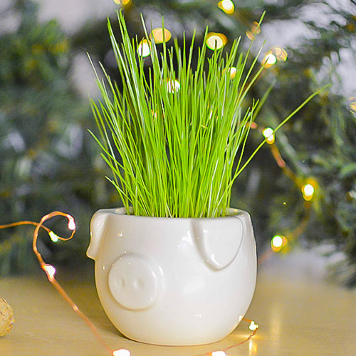 Мини-кашпо Минипиг изображение 2 артикул 74855