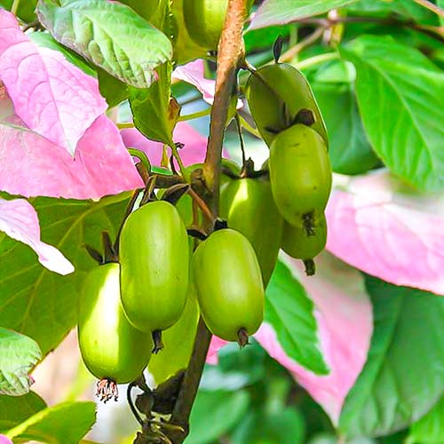 Мини-киви (актинидия) Адам изображение 1 артикул 7180