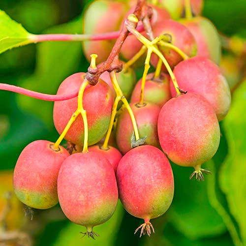 Мини-киви (актинидия) Ананасная артикул фото 1 Мини-киви (актинидия) Ананасная изображение 1 артикул 7179