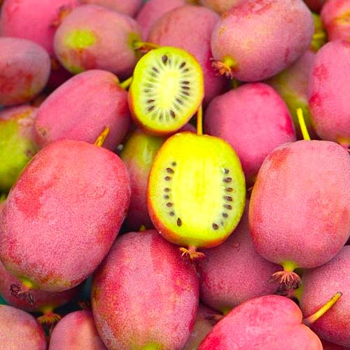 Мини-киви (актинидия) Бинго артикул фото 1 Мини-киви (актинидия) Бинго изображение 1 артикул 5736