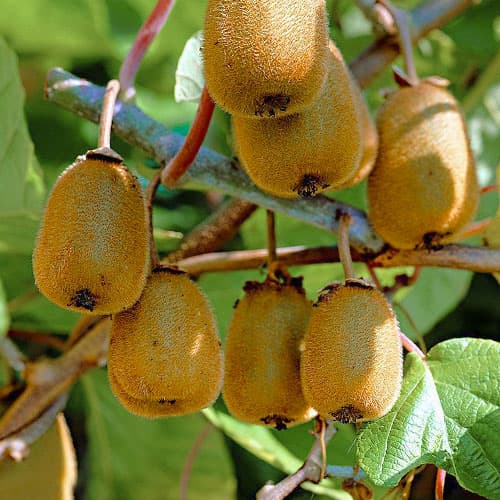 Мини-киви (актинидия) Доктор Шимановский артикул фото 1 Мини-киви (актинидия) Доктор Шимановский изображение 1 артикул 9314