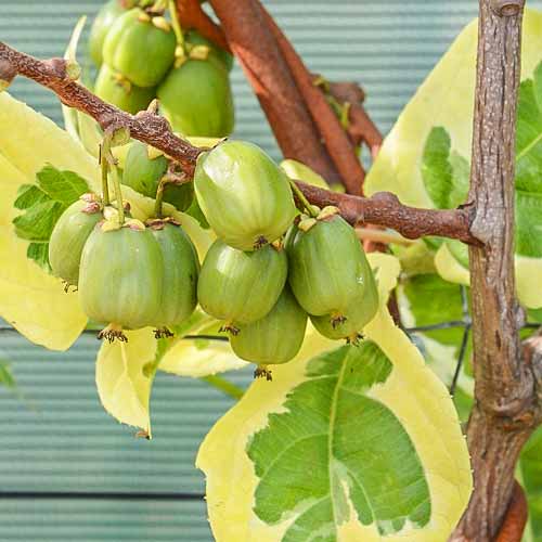 Мини-киви (актинидия) Хоуки Поуки изображение 1 артикул 01230