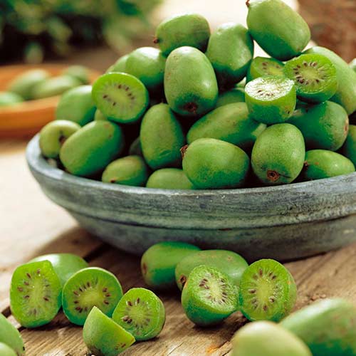 Мини-киви (актинидия) Иссаи изображение 1 артикул 9238