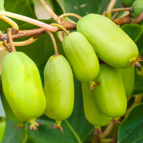 Мини-киви (актинидия) Крупноплодная изображение 1 артикул 8490