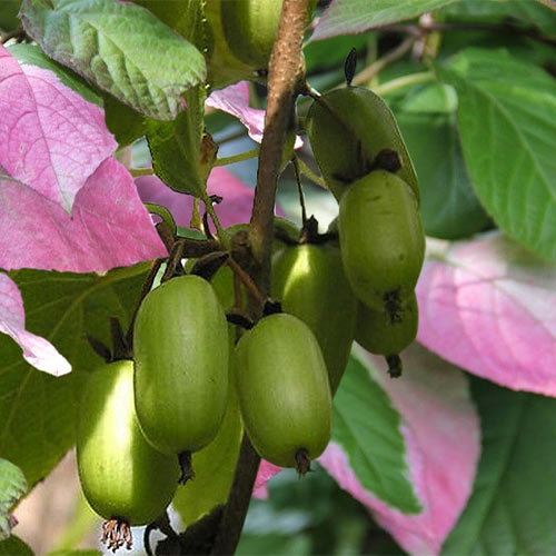 Мини-киви (актинидия) Великанша изображение 1 артикул 01228