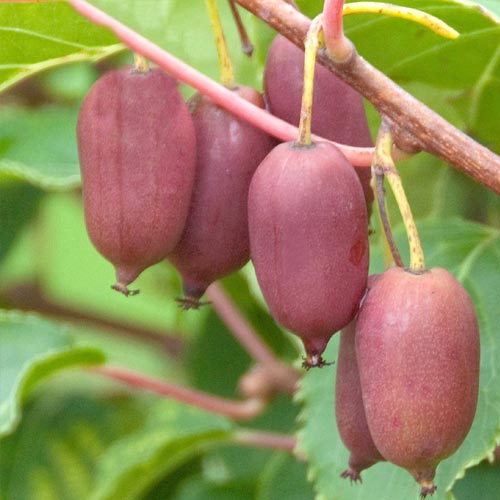 Мини-киви (актинидия) Харди Ред  изображение 1 артикул 8302