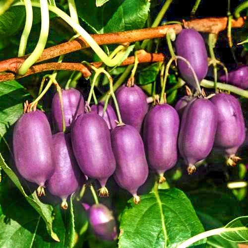 Мини-киви (актинидия) Кенс Ред изображение 1 артикул 9240