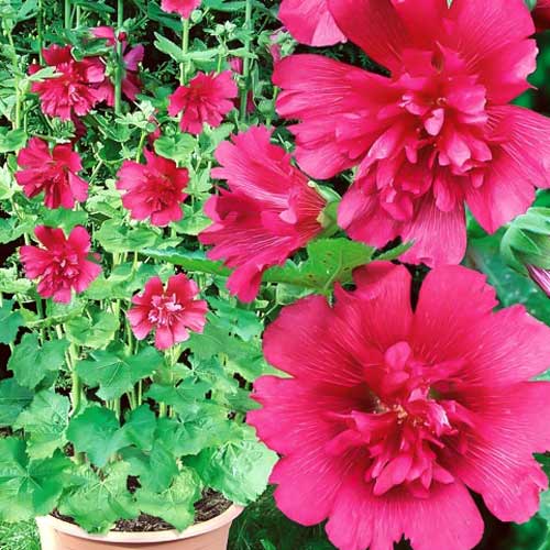 Шток-роза мини Наутилус Кармин Роз изображение 1 артикул 74092