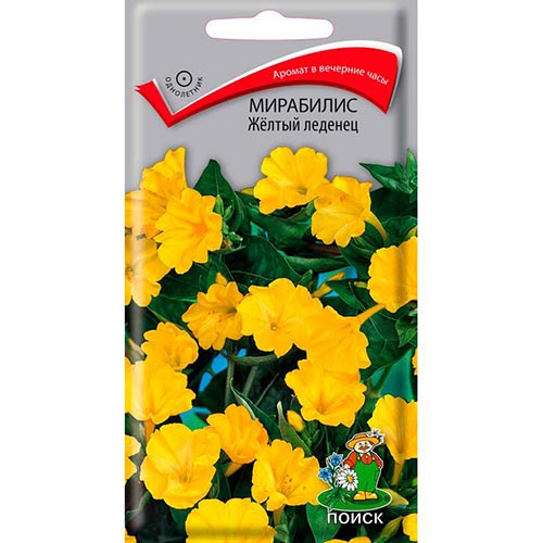 Мирабилис Желтый леденец Поиск изображение 1 артикул 93052