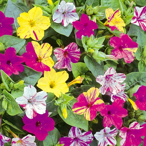 Мирабилис Ночная красавица  изображение 1 артикул 2948