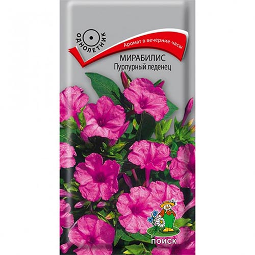 Мирабилис Пурпурный леденец Поиск изображение 1 артикул 93054