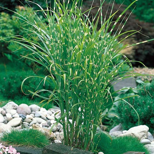 Мискантус Зебринус изображение 1 артикул 7243