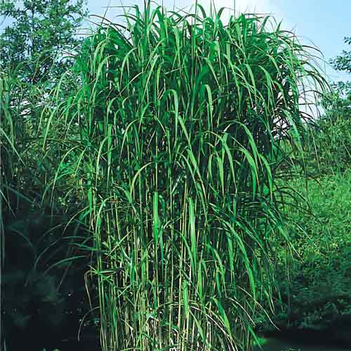 Мискантус гигантский артикул фото 1 Мискантус гигантский изображение 1 артикул 68705