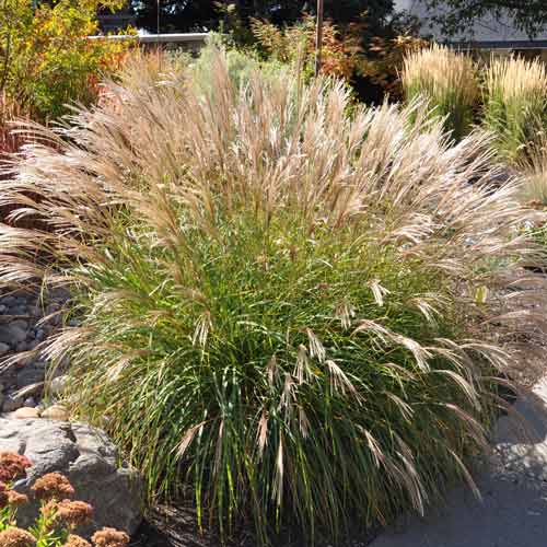 Мискантус китайский Адажио артикул фото 1 Мискантус китайский Адажио изображение 1 артикул 68706