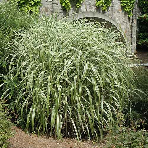 Мискантус китайский Кабарет артикул фото 1 Мискантус китайский Кабарет изображение 1 артикул 9537