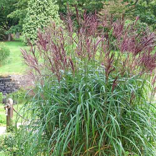 Мискантус китайский Кратер артикул фото 1 Мискантус китайский Кратер изображение 1 артикул 68707