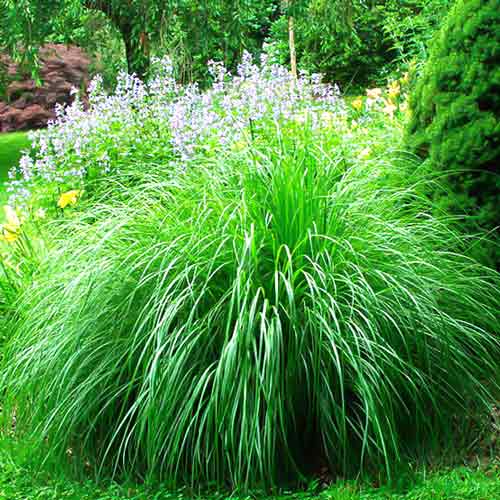 Мискантус китайский Монинг Лайт артикул фото 1 Мискантус китайский Монинг Лайт изображение 1 артикул 68708