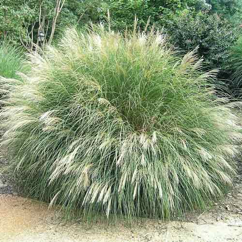 Мискантус китайский Ванилла Скай изображение 1 артикул 68808