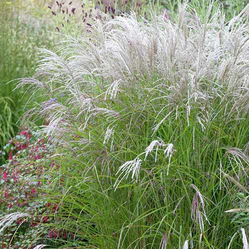 Мискантус китайский Клейн Фонтан изображение 1 артикул 76127