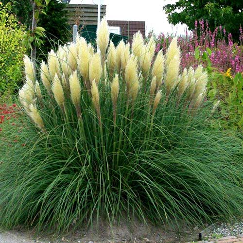 Мискантус Кляйн Фонтане изображение 1 артикул 2946