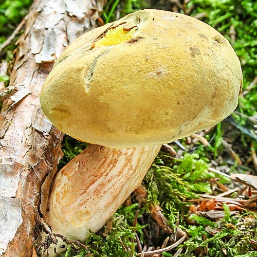 Моховик зелёный изображение 1 артикул 9779