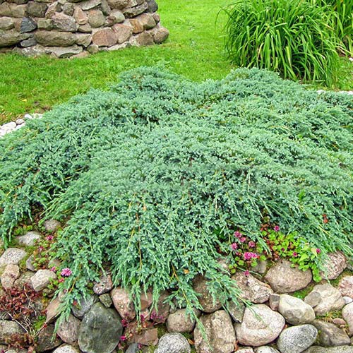 Можжевельник чешуйчатый Блю Карпет изображение 1 артикул 9407