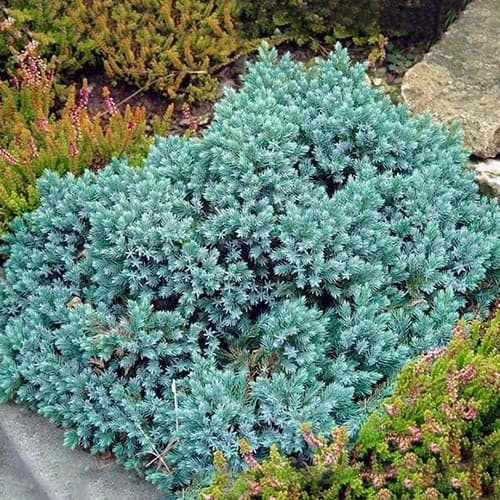 Можжевельник чешуйчатый Блю Стар изображение 1 артикул 4966