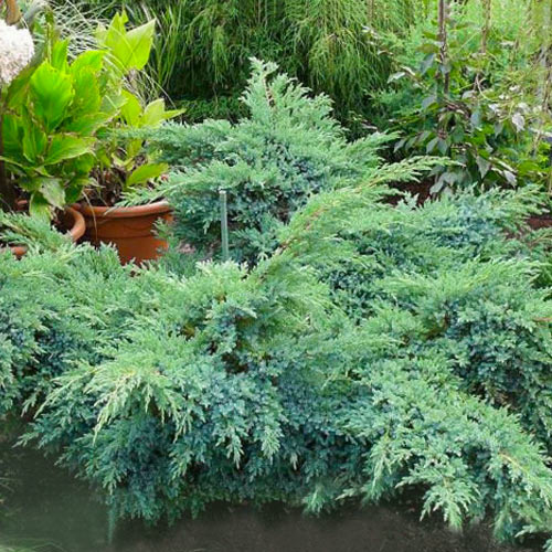 Можжевельник чешуйчатый Блю Свид изображение 1 артикул 9460