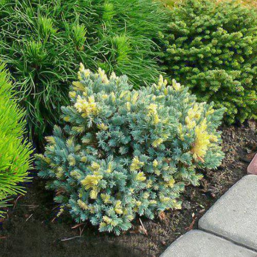 Можжевельник чешуйчатый Голден Флейм изображение 1 артикул 8376