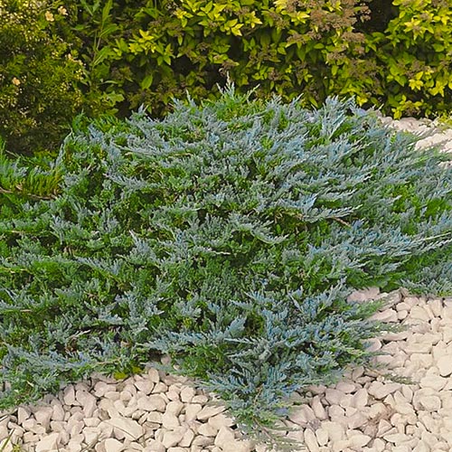 Можжевельник горизонтальный Блю Чип артикул фото 1 Можжевельник горизонтальный Блю Чип изображение 1 артикул 9434