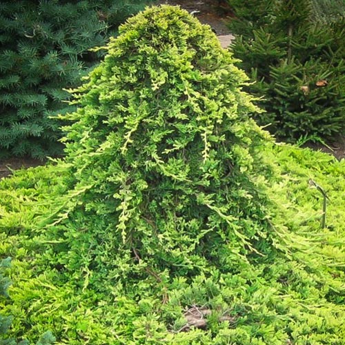 Можжевельник горизонтальный Голден Карпет изображение 1 артикул 9435