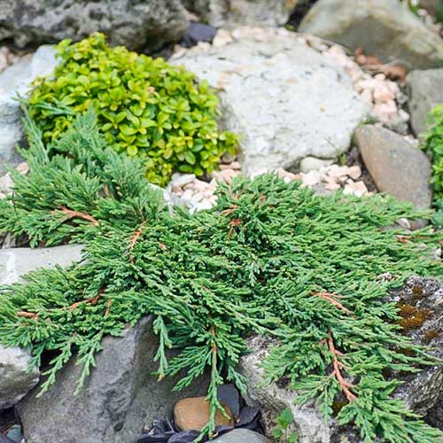 Можжевельник горизонтальный Панкейк изображение 1 артикул 9459