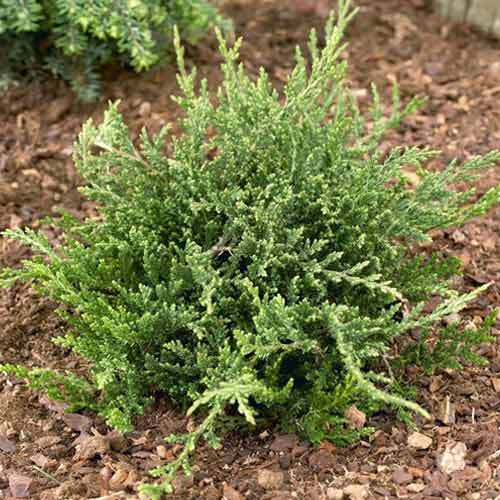 Можжевельник горизонтальный Принц Уэльский изображение 1 артикул 1547