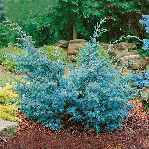 Можжевельник китайский Блю Альпс изображение 1 артикул 9456