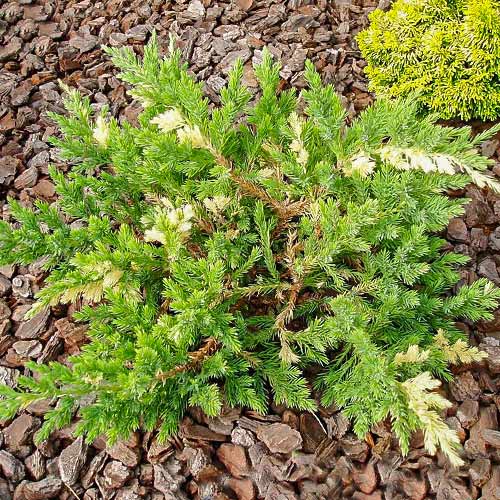 Можжевельник китайский Экспанса Вариегата изображение 1 артикул 9427