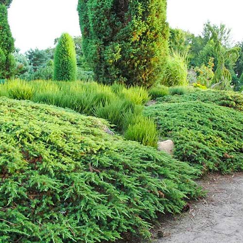 Можжевельник обыкновенный Грин Карпет изображение 1 артикул 9430