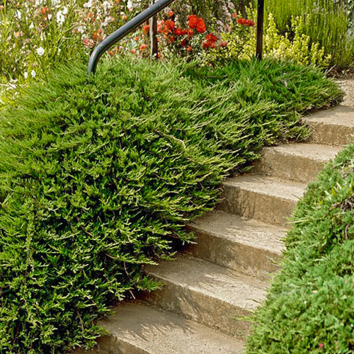 Можжевельник обыкновенный Репанда изображение 1 артикул 9457