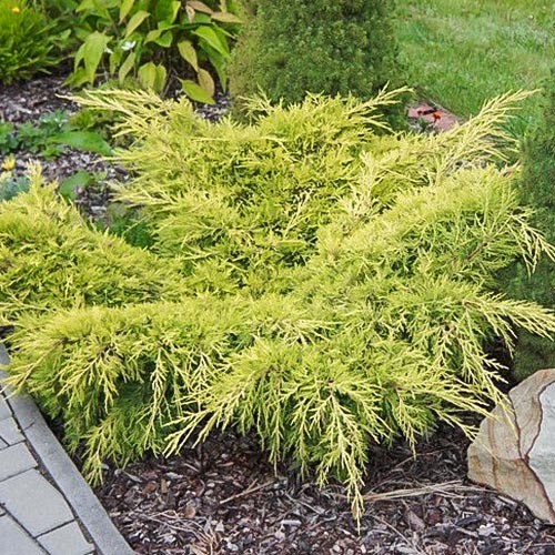 Можжевельник Олд Голд изображение 1 артикул 9406