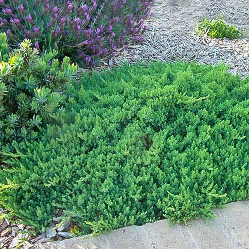 Можжевельник прибрежный Блю Пасифик изображение 1 артикул 9431