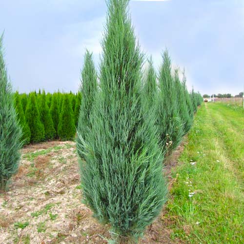 Можжевельник скальный Блу Айвори изображение 1 артикул 8364