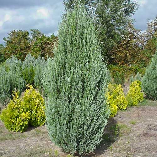Можжевельник скальный Скайрокет изображение 1 артикул 8366