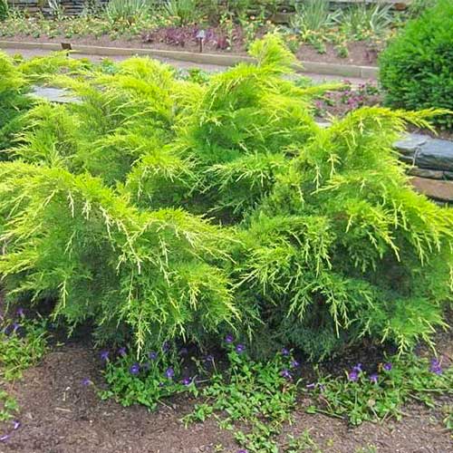 Можжевельник средний Голд Коаст изображение 1 артикул 8369