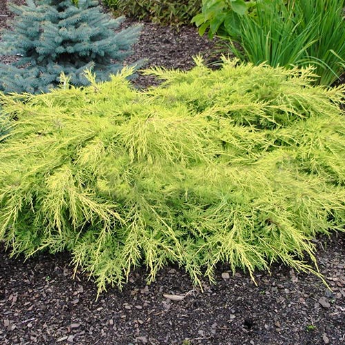 Можжевельник средний Голд Стар изображение 1 артикул 9436