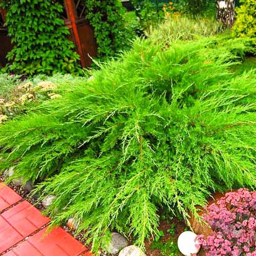 Можжевельник средний Минт Джулеп изображение 1 артикул 8371