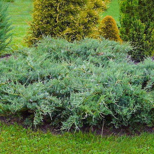 Можжевельник виргинский Блю Клауд изображение 1 артикул 9442