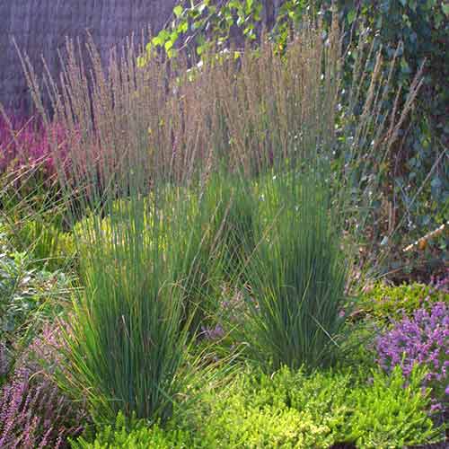 Молиния Мурекс изображение 1 артикул 4772