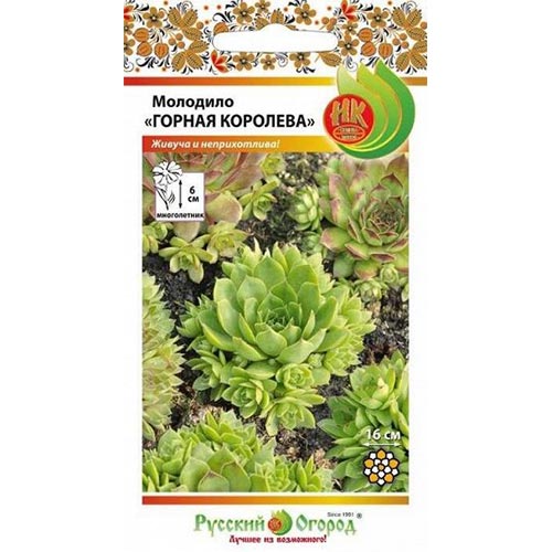 Молодило Горная Королева, смесь окрасок НК изображение 1 артикул 92577