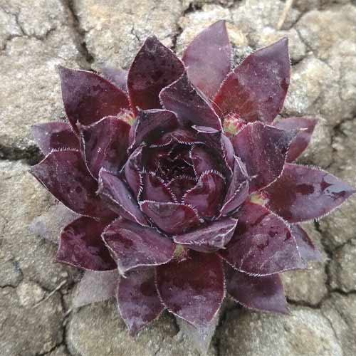 Молодило Пурпуреум артикул фото 1 Молодило Пурпуреум изображение 1 артикул 01371