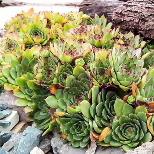 Молодило Юбилей изображение 1 артикул 68719