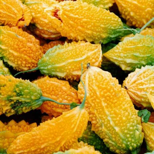 Момордика Желтый огурец изображение 1 артикул 71620